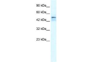 WB Suggested Anti-ONECUT2 Antibody Titration:  1. (ONECUT2 抗体  (Middle Region))