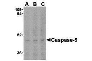 Western Blotting (WB) image for anti-Caspase 5, Apoptosis-Related Cysteine Peptidase (CASP5) (N-Term) antibody (ABIN1031298) (CASP5 抗体  (N-Term))