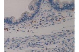 IHC-P analysis of Mouse Uterus Tissue, with DAB staining. (Klotho 抗体  (AA 516-955))