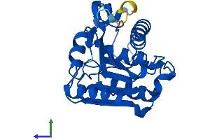 Protein Structure (PS) image for Lysophospholipase II (LYPLA2) (AA 1-231) protein (His tag) (ABIN7556239)