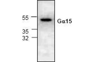 Western blot analysis of G Protein alpha 15 expression in 3T3 cell lysate. (GNA15 抗体)