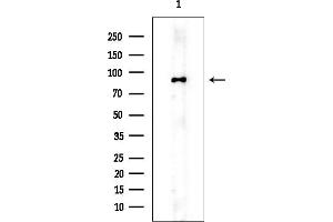 Western blot analysis of lysates from HUVEC cells, using beta Catenin Mouse Monoclonal Antibody at 1/1000 dilution.