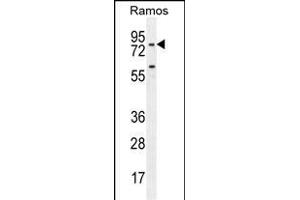 PDE4B Antibody (Center) (ABIN655630 and ABIN2845109) western blot analysis in Ramos cell line lysates (35 μg/lane).