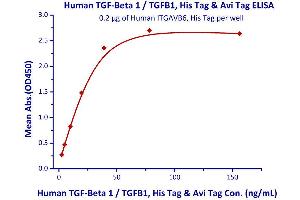 Immobilized Human ITGAVB6, His Tag  can bind Human TGF-Beta 1 / TGFB1, His Tag & Avi Tag with a linear range of 2-39 ng/mL. (ITGAV/ITGB6 Protein (AA 31-992) (His tag))