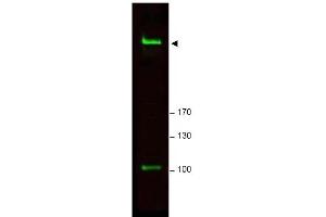 Image no. 1 for anti-RAP1 Interacting Factor Homolog (RIF1) (AA 2406-2419) antibody (ABIN401303) (RIF1 抗体  (AA 2406-2419))