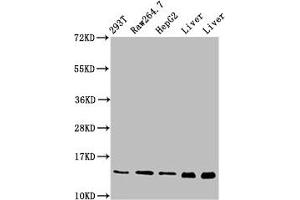 Western Blot Positive WB detected in: 293T whole cell lysate, RAW264. (PIN4 抗体  (AA 1-131))