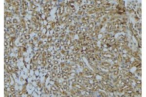 ABIN6273023 at 1/100 staining Mouse kidney tissue by IHC-P. (UQCRB 抗体  (N-Term))
