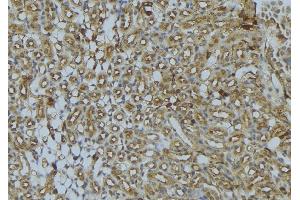 ABIN6273023 at 1/100 staining Mouse kidney tissue by IHC-P. (UQCRB 抗体  (N-Term))