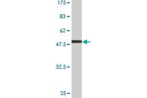 Western Blot detection against Immunogen (55. (GCLM 抗体  (AA 1-274))