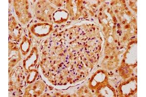 IHC image of ABIN7150243 diluted at 1:400 and staining in paraffin-embedded human kidney tissue performed on a Leica BondTM system. (POLE4 抗体  (AA 8-117))