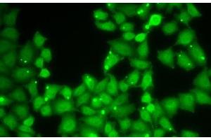 Immunofluorescence analysis of HeLa cells using EIF3E Polyclonal Antibody (EIF3E 抗体)