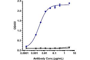 Immobilized human ROR1 His at 2 μg/mL can bind Anti-ROR1 Reference Antibody (zilovertamab), EC50=0. (Recombinant ROR1 (Zilovertamab Biosimilar) 抗体)