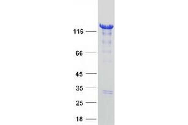HDAC4 Protein (Myc-DYKDDDDK Tag)