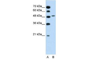 SLC10A5 antibody used at 1. (SLC10A5 抗体)