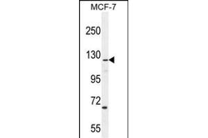 CASKIN2 Antibody (Center) (ABIN654902 and ABIN2844550) western blot analysis in MCF-7 cell line lysates (35 μg/lane). (CASKIN2 抗体  (AA 714-741))