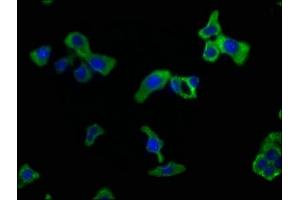 Immunofluorescence staining of HepG2 cells with ABIN7146046 at 1:50, counter-stained with DAPI. (CLEC1A 抗体  (AA 66-316))