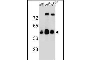 OR4C13 Antibody (N-term) (ABIN655382 and ABIN2844934) western blot analysis in 293,Hela,Jurkat cell line lysates (35 μg/lane). (OR4C13 抗体  (N-Term))