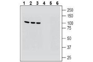 Western blot analysis of human HepG2 hepatocarcinoma cell line lysate (lanes 1 and 4), human Jurkat T-cell leukemia cell line lysate (lanes 2 and 5) and human THP-1 monocytic leukemia cell line lysate (lanes 3 and 6): - 1-3. (MAGT1 抗体  (Extracellular, N-Term))