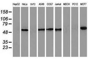 Image no. 2 for anti-Calcium Binding and Coiled-Coil Domain 2 (CALCOCO2) antibody (ABIN1497076) (CALCOCO2 抗体)