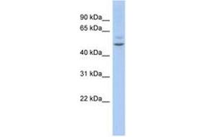 Image no. 1 for anti-Myocyte Enhancer Factor 2C (MEF2C) (AA 359-408) antibody (ABIN6744402) (MEF2C 抗体  (AA 359-408))