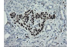 Image no. 5 for anti-Transcription Factor MafB (MAFB) (AA 32-320) antibody (ABIN1491411)