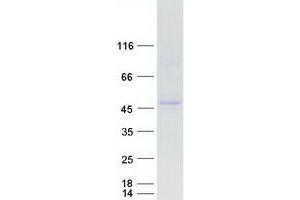 Western Blotting (WB) image for Hepatocyte Nuclear Factor 4, alpha (HNF4A) (Transcript Variant 3) (Active) protein (Myc-DYKDDDDK Tag) (ABIN2722903)