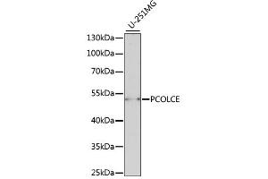 Western blot analysis of extracts of U-251MG cells, using PCOLCE antibody (ABIN6292542) at 1:1000 dilution. (PCOLCE 抗体)
