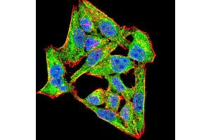 Immunofluorescence analysis of Hela cells using NOX4 mouse mAb (green). (NADPH Oxidase 4 抗体  (AA 210-310))