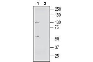 Western blot analysis of human  neuroblastoma cell line lysate:1. (Solute Carrier Family 30, Member 10 (SLC30A10) Peptide)