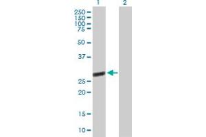 Western Blot analysis of TTC9B expression in transfected 293T cell line by TTC9B MaxPab polyclonal antibody. (TTC9B 抗体  (AA 1-239))