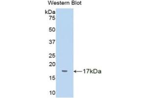 Western Blotting (WB) image for anti-Transthyretin (TTR) (AA 20-147) antibody (ABIN1078615) (TTR 抗体  (AA 20-147))