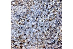 IHC analysis of SELPLG using anti-SELPLG antibody (ABIN7600341).