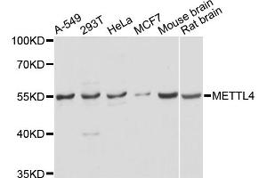 Western blot analysis of extracts of various cell lines, using METTL4 antibody. (METTL4 抗体)