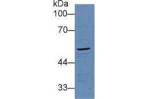 Detection of PCOLCE in Mouse Kidney lysate using Polyclonal Antibody to Procollagen C-Endopeptidase Enhancer (PCOLCE) (PCOLCE 抗体  (AA 36-468))