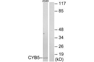 Western Blotting (WB) image for anti-Cytochrome b5 (CYTB5) (Internal Region) antibody (ABIN1850420) (Cytochrome b5 (CYTB5) (Internal Region) 抗体)