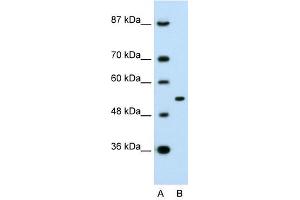 APBA1 antibody (70R-10555) used at 0. (APBA1 抗体  (N-Term))