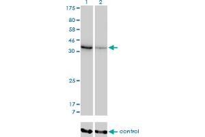 Western blot analysis of AKR1D1 over-expressed 293 cell line, cotransfected with AKR1D1 Validated Chimera RNAi (Lane 2) or non-transfected control (Lane 1). (AKR1D1 抗体  (AA 227-326))