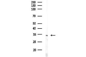 Western blot analysis of lysates from Rat liver, using OR2M7 Antibody at 1/1000 dilution.