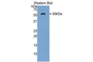Western Blotting (WB) image for anti-Ectonucleotide Pyrophosphatase/phosphodiesterase 1 (ENPP1) (AA 568-789) antibody (ABIN1858720) (ENPP1 抗体  (AA 568-789))