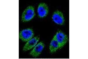 Confocal immunofluorescent analysis of Periostin Antibody (C-term) Cat. (Periostin 抗体  (C-Term))