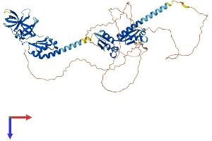 FMR1 Protein (AA 1-632) (His tag)