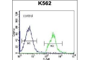 HIST1H2BL Antibody (N-term) (ABIN656638 and ABIN2845883) flow cytometric analysis of K562 cells (right histogram) compared to a negative control cell (left histogram). (Histone 2b (HIST1H2BL) (AA 1-30), (N-Term) 抗体)