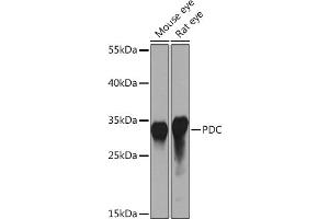 Western blot analysis of extracts of various cell lines, using PDC Rabbit pAb (ABIN7269269) at 1:1000 dilution. (Phosducin 抗体  (AA 1-246))