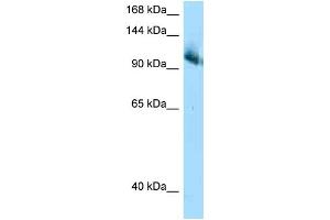 WB Suggested Anti-Cul4b AntibodyTitration: 1. (Cullin 4B 抗体  (C-Term))