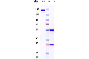 Anti-CD79b Reference Antibody (polatuzumab) on SDS-PAGE under reducing (R) condition.