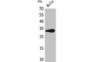 Western Blot analysis of HeLa cells using CD85f Polyclonal Antibody. (LILRA5 抗体  (Internal Region))