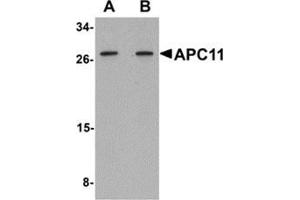 Western blot analysis of APC11 in 3T3 cell tissue lysate with APC11 antibody at (A) 1 and (B) 2 μg/ml. (ANAPC11 抗体  (Center))