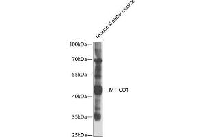 Western blot analysis of extracts of mouse skeletal muscle, using MT-CO1 antibody (ABIN6134141, ABIN6138905, ABIN6138906 and ABIN6223433) at 1:1000 dilution. (COX1 抗体  (C-Term))