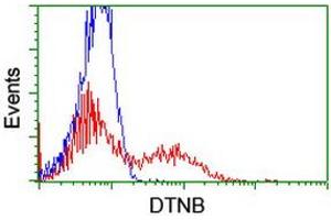 HEK293T cells transfected with either RC203798 overexpress plasmid (Red) or empty vector control plasmid (Blue) were immunostained by anti-DTNB antibody (ABIN2455577), and then analyzed by flow cytometry. (Dystrobrevin beta 抗体)