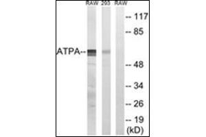 Western blot analysis of extracts from 293/RAW264. (MT-ATP6 抗体  (Subunit alpha))